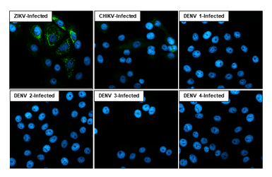Anti-Zika virus NS1 protein antibody [HL4920] used in Immunocytochemistry/ Immunofluorescence (ICC/IF). GTX644993